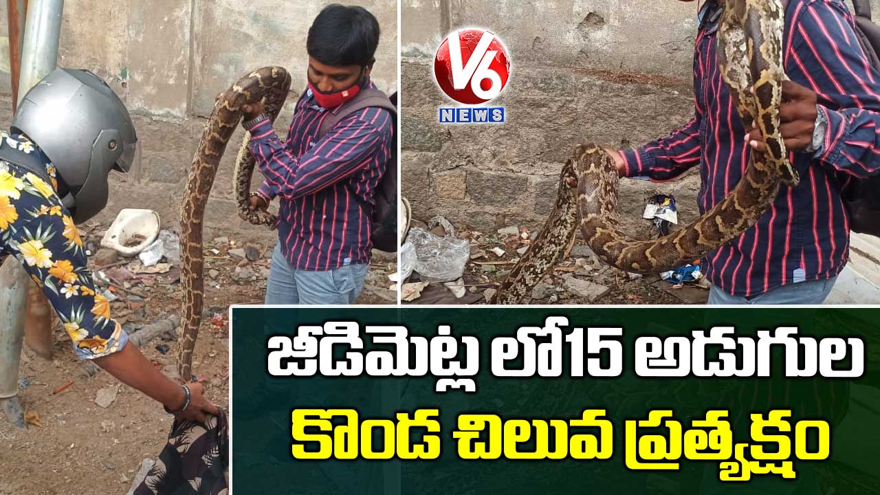 జీడిమెట్ల లో15 అడుగుల కొండ చిలువ ప్రత్యక్షం