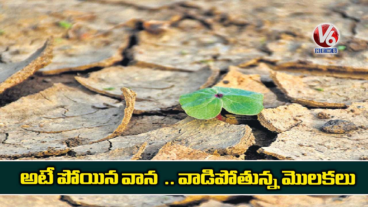 అటే పోయిన వాన .. వాడిపోతున్న మొలకలు