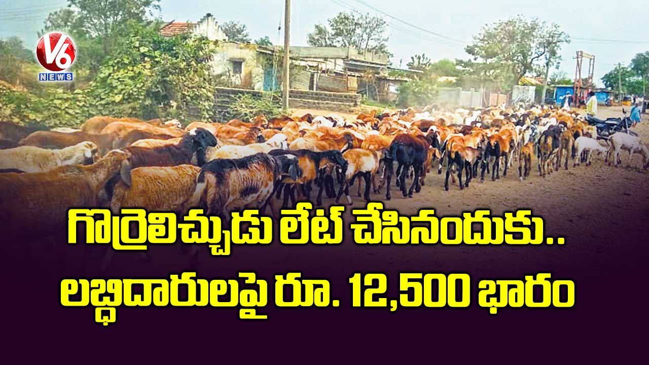 గొర్రెల పంపిణీ లేట్.. లబ్ధిదారులపై రూ. 12,500 భారం