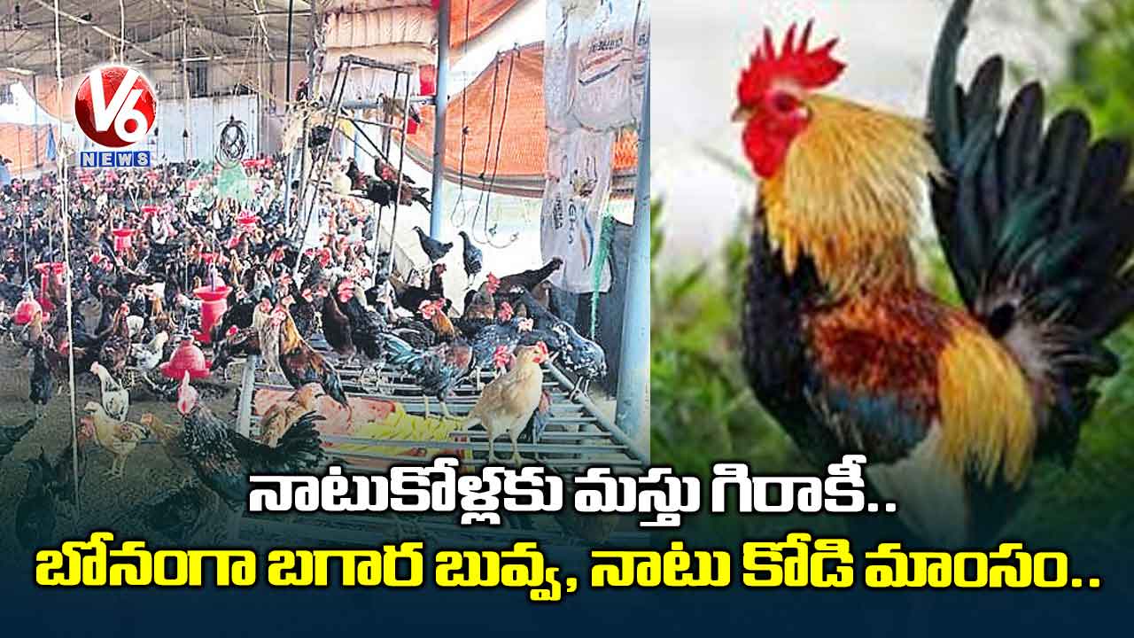 నాటుకోళ్లకు మస్తు గిరాకీ.. ధర రూ. 500పైనే..