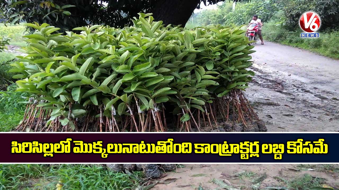 సిరిసిల్లలో మొక్కలునాటుతోంది కాంట్రాక్టర్ల లబ్ది కోసమే