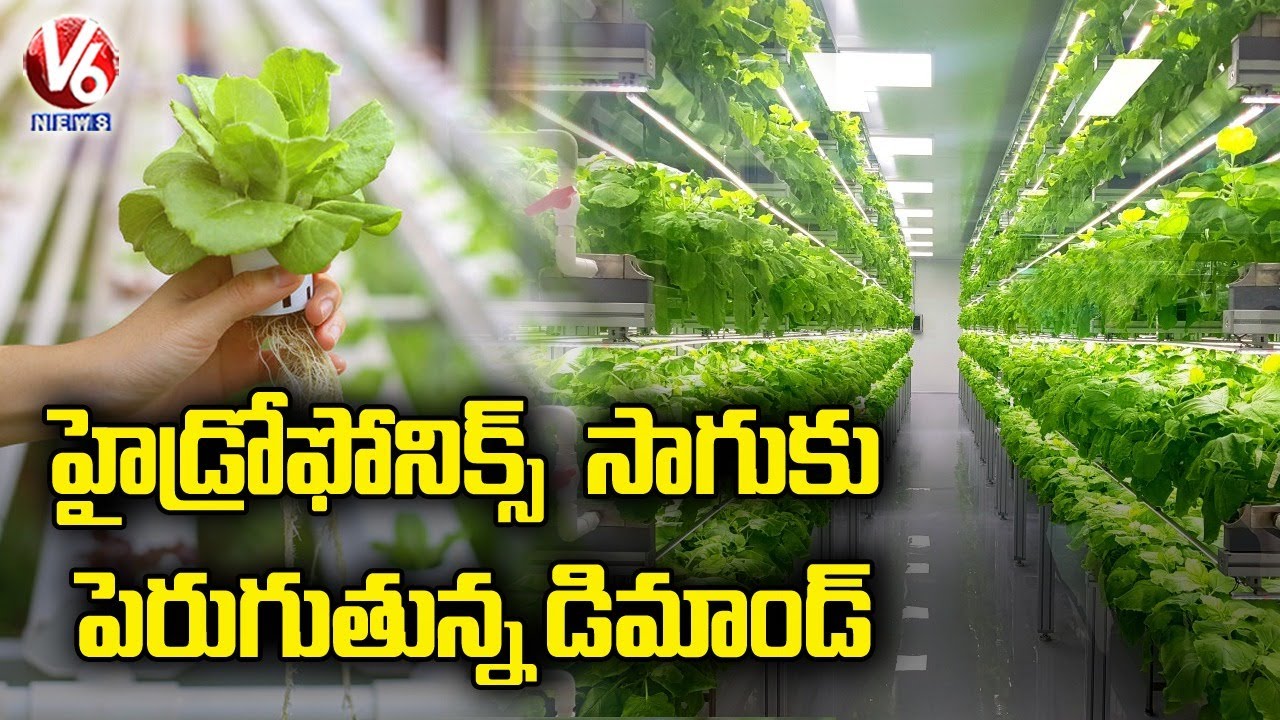 Public Focus On Hydroponic Cultivation | Urban Farming | Terrace Garden | V6 News