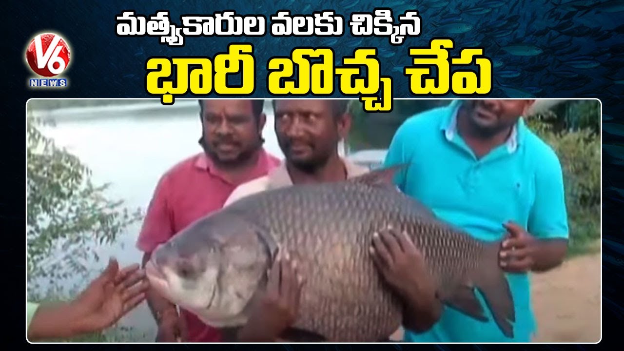 మత్స్యకారులకు చిక్కిన 30 కిలోల చేప