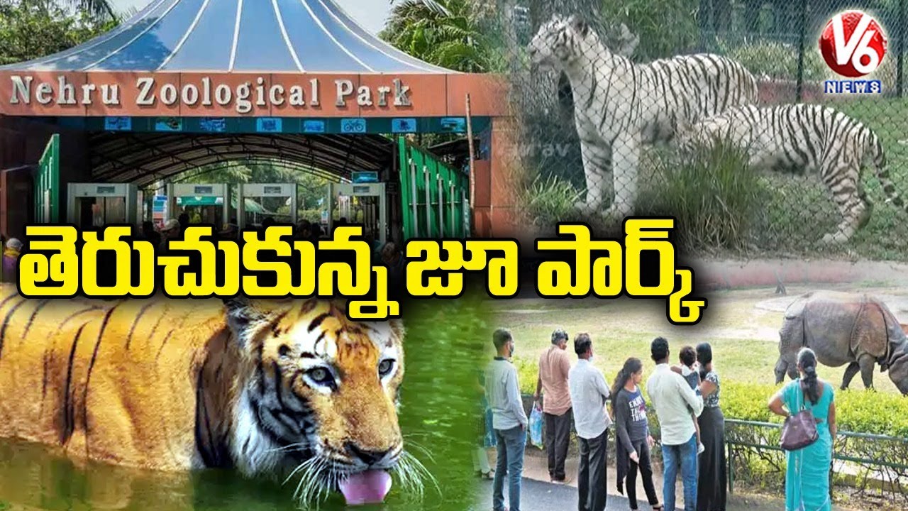 Hyderabad's Nehru Zoological Park Reopen's With Strict Covid Guidelines | V6 News