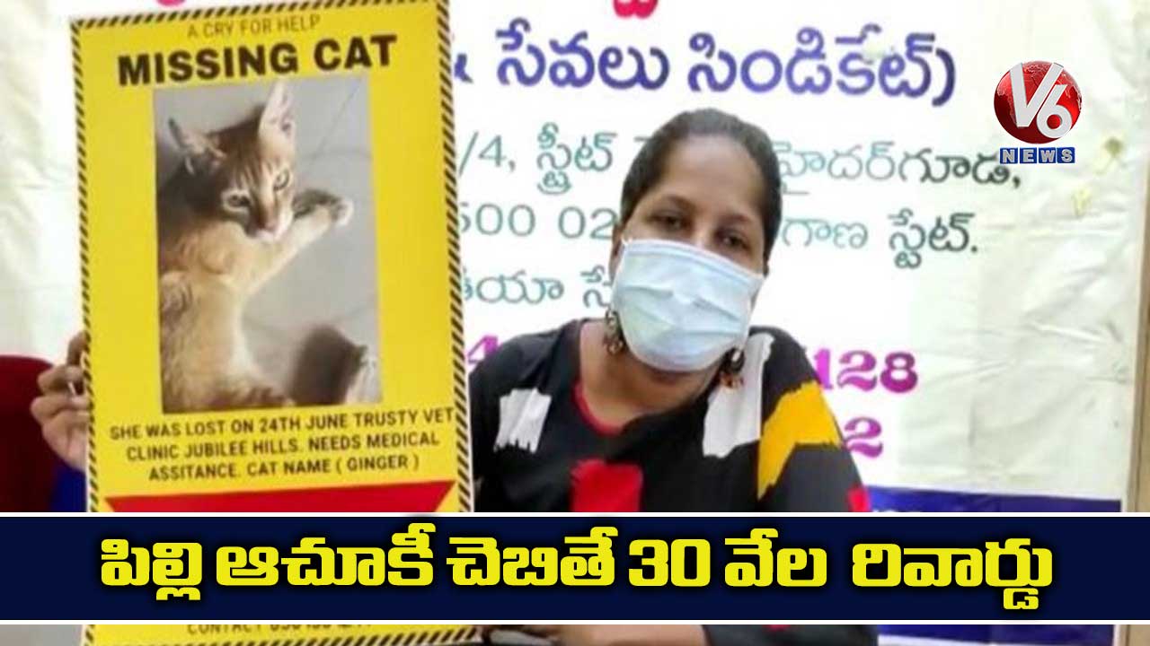 పిల్లి ఆచూకీ చెబితే 30 వేల రివార్డు