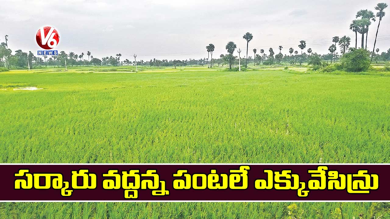 సర్కారు వద్దన్న పంటలే ఎక్కువేసిన్రు