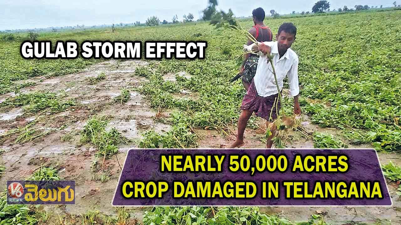 Gulab storm effect: Nearly 50,000 acres Crop damaged in Telangana