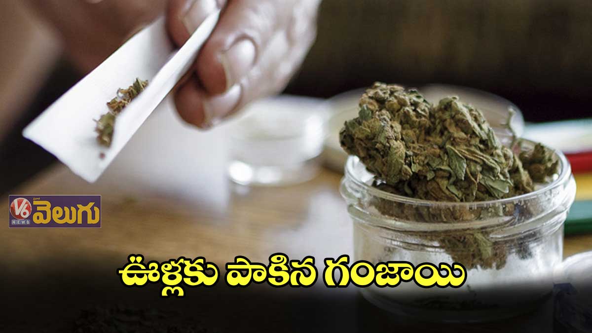 ఊళ్లకు పాకిన గంజాయి: లేబర్, యూతే టార్గెట్..