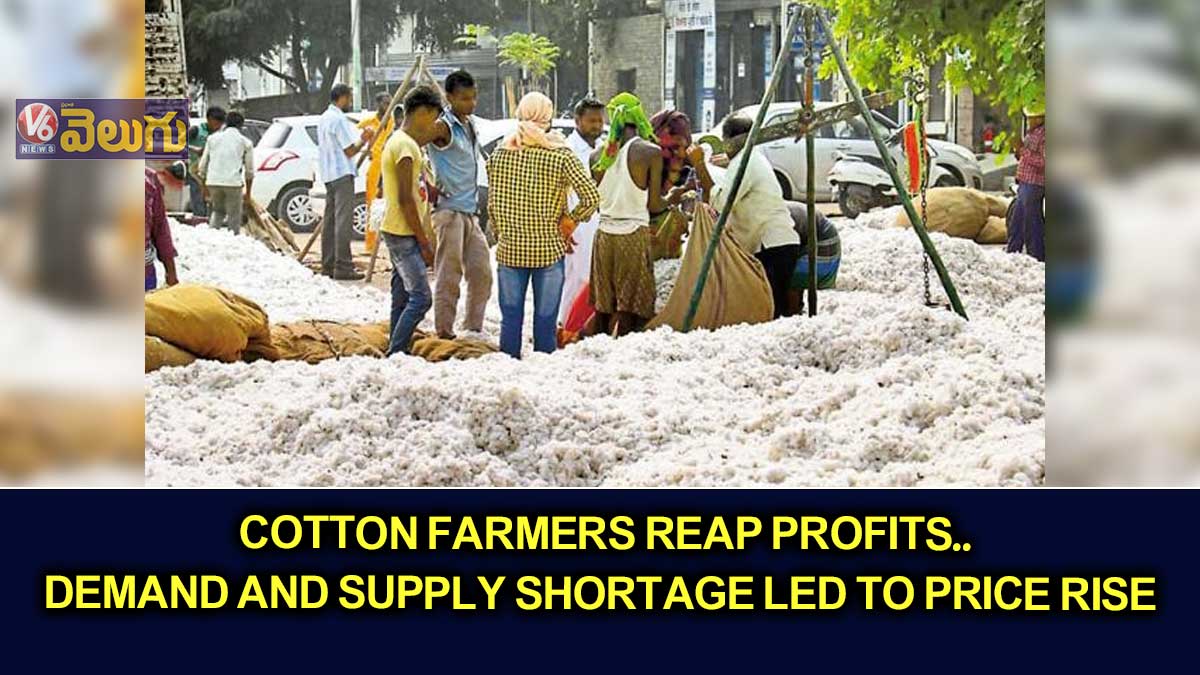Cotton farmers reap profits.. Demand and supply shortage led to price rise