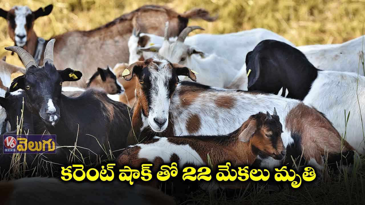 ఎలక్ట్రిక్ షాక్ తో 22 మేకలు మృతి