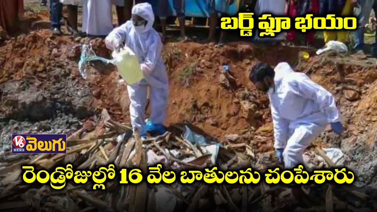 బర్డ్ ఫ్లూ భయం: రెండ్రోజుల్లో 16 వేల బాతులను చంపేశారు