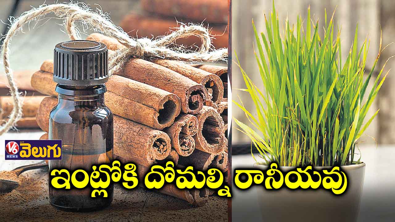 ఇంట్లోకి దోమల్ని రానీయవు