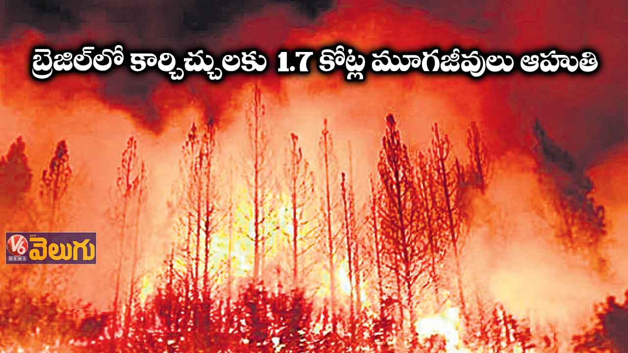 కార్చిచ్చులకు 1.7 కోట్ల మూగజీవులు ఆహుతి