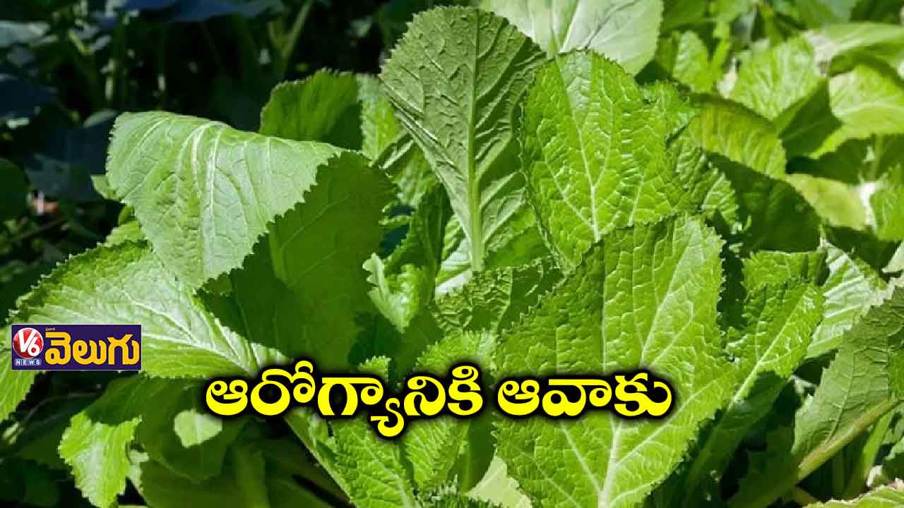 ఆరోగ్యానికి ఆవాకు