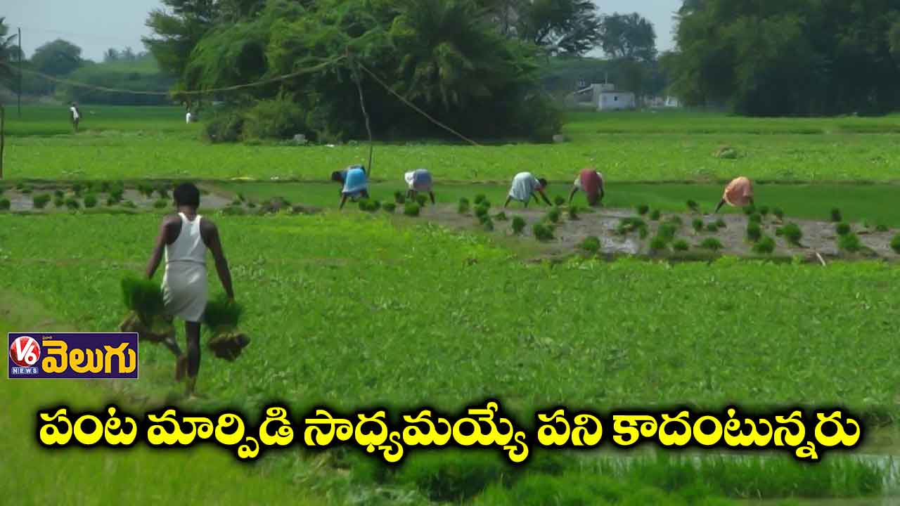 మళ్లీ చాలాచోట్ల వరి పంటే వేస్తున్న రైతులు