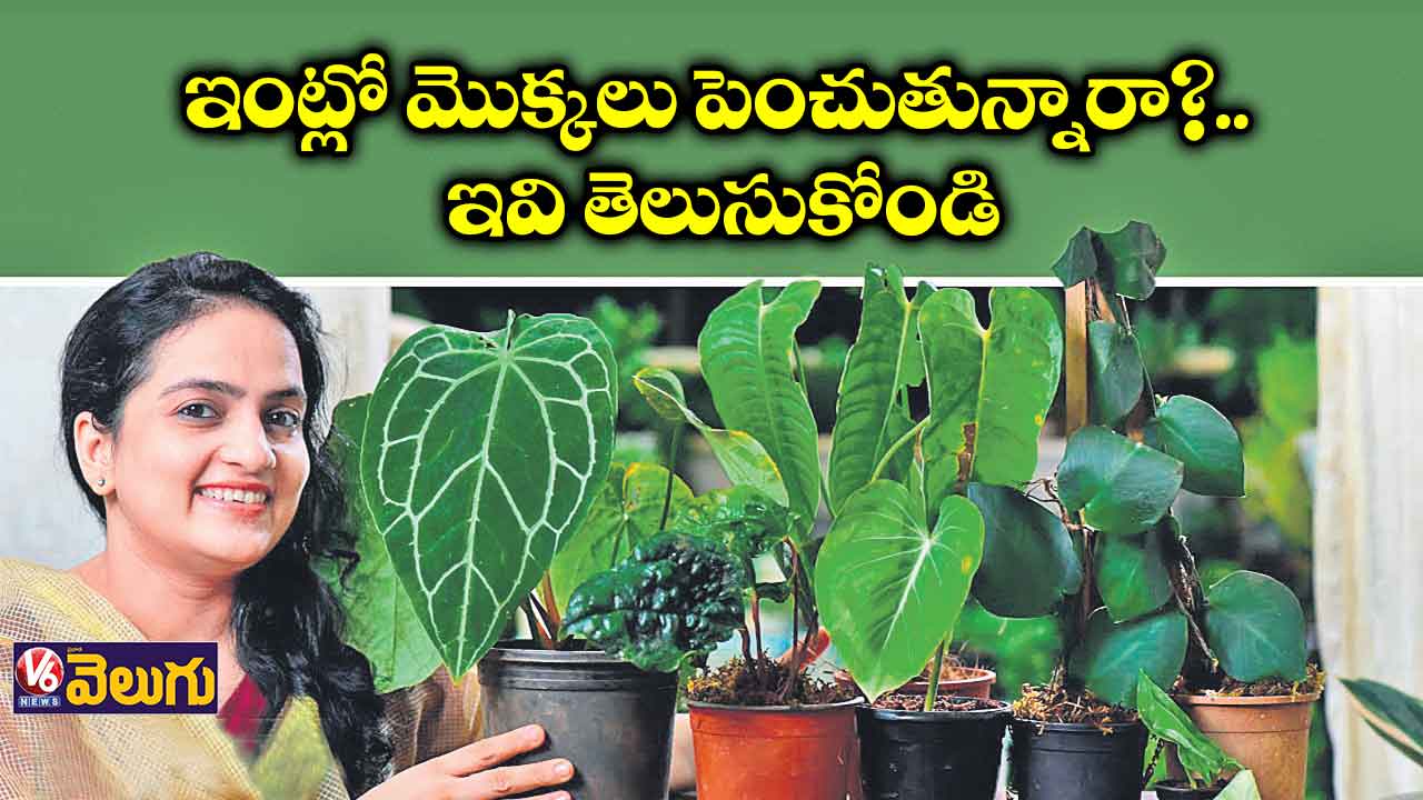 ఇంట్లో మొక్కలు పెంచుతున్నారా?.. ఇవి తెలుసుకోండి