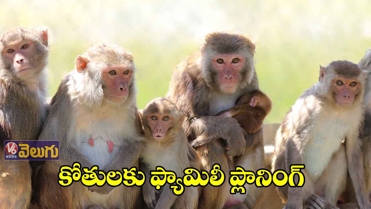 కోతులకు ఫ్యామిలీ ప్లానింగ్‌ చేయాలని సర్కారు నిర్ణయం