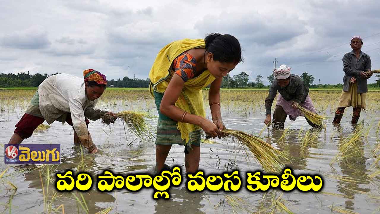 వరి పొలాల్లో వలస కూలీలు