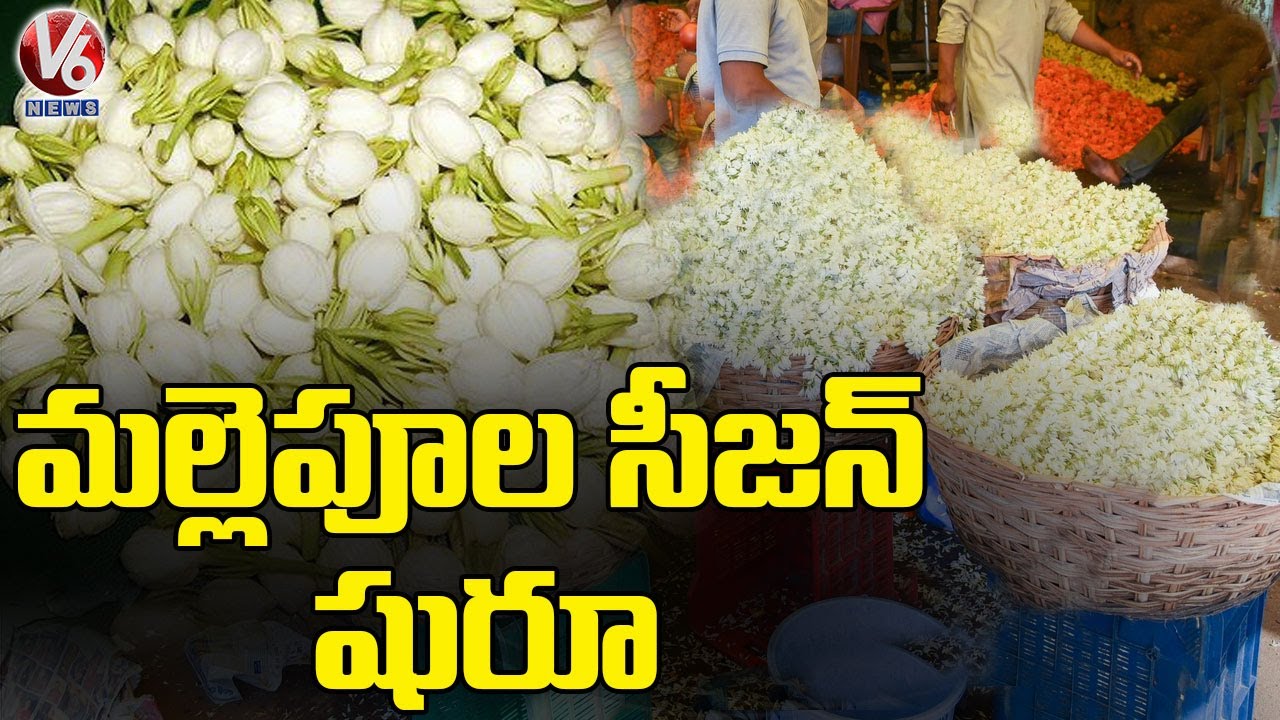 మల్లెపూల సీజన్ షురూ