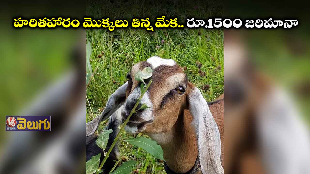 హరితహారం మొక్కలు మేసిన మేక.. యజమానికి రూ.1500 జరిమానా