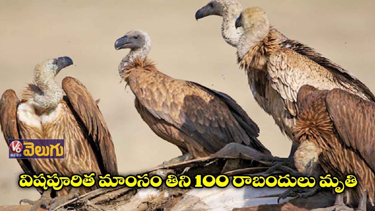 అసోంలో దారుణం.. ఒకేసారి 100 రాబందులు మృతి