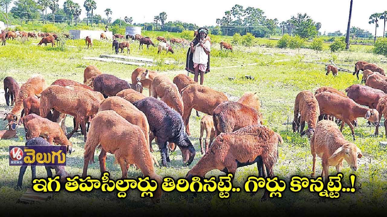 ఇగ తహసీల్దార్లు తిరిగినట్టే.. గొర్లు కొన్నట్టే..!