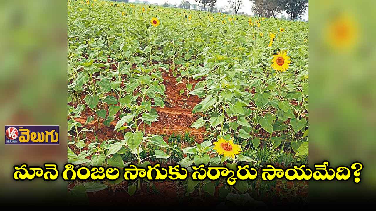 నూనె గింజల సాగుకు సర్కారు సాయమేది?