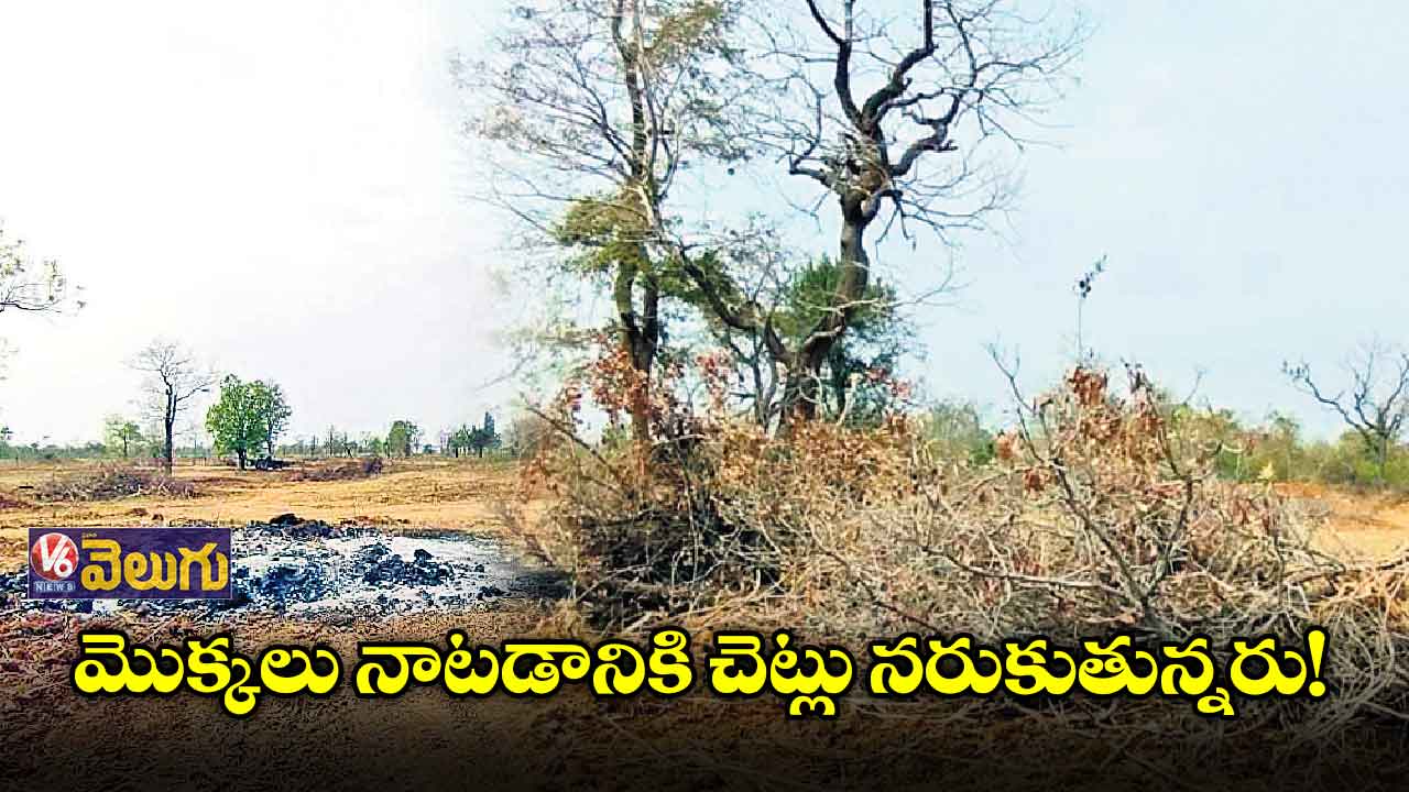  మొక్కలు నాటడానికి చెట్లు నరుకుతున్నరు!