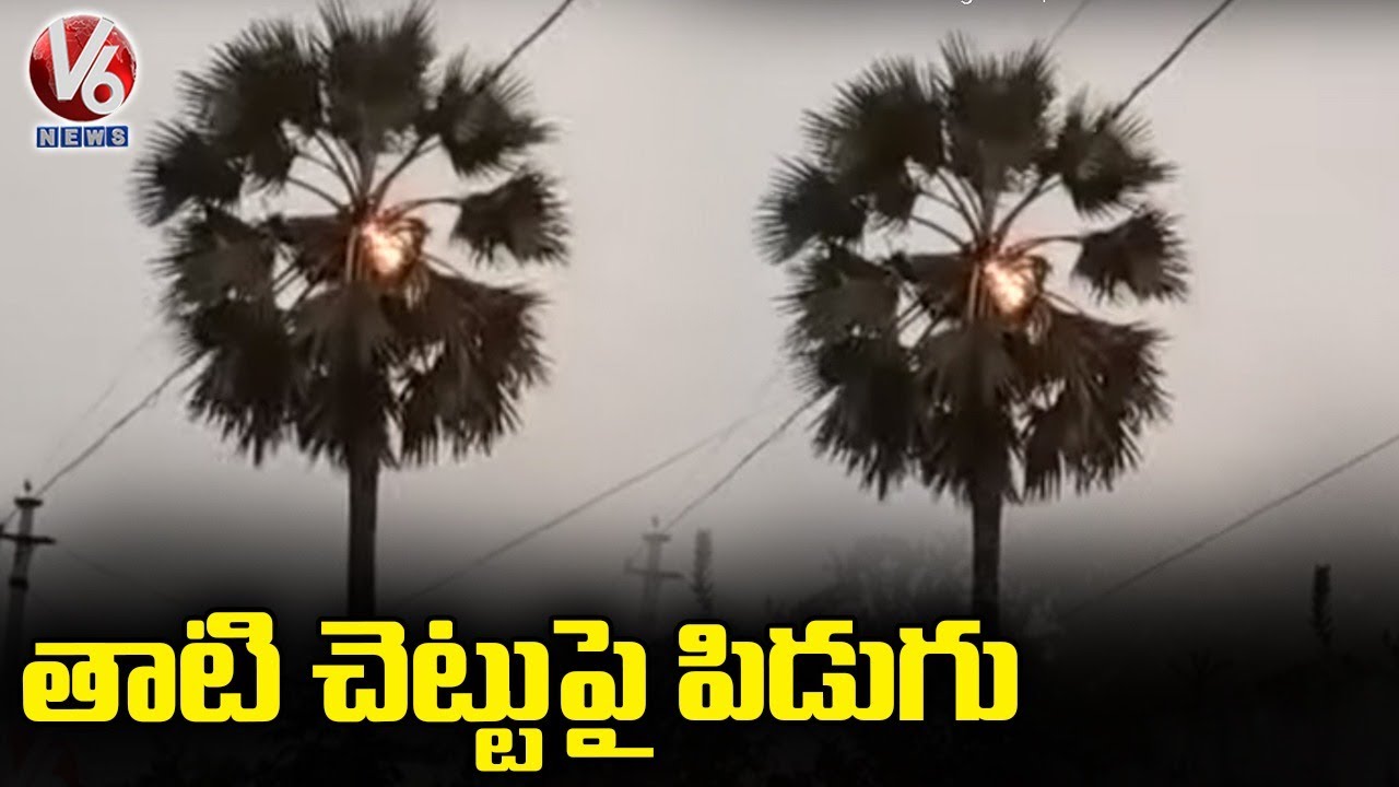 తాటి చెట్టుపై పిడుగు