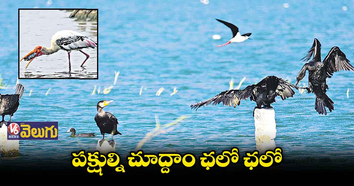 వలస పక్షులకి కేరాఫ్ అమీన్ పూర్ చెరువు