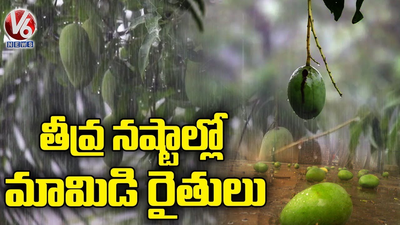 తీవ్ర నష్ట్రాల్లో మామిడి రైతులు