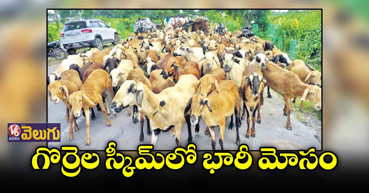 గొర్రెల స్కీమ్లో భారీ మోసం
