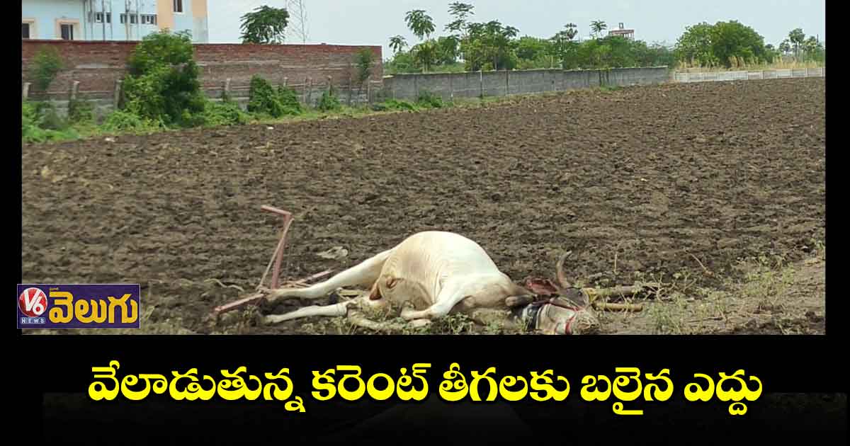 వేలాడుతున్న కరెంట్ తీగలకు బలైన ఎద్దు