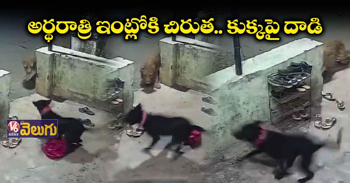 వీడియో: అర్థరాత్రి ఇంట్లోకి చిరుత.. కుక్కపై దాడి
