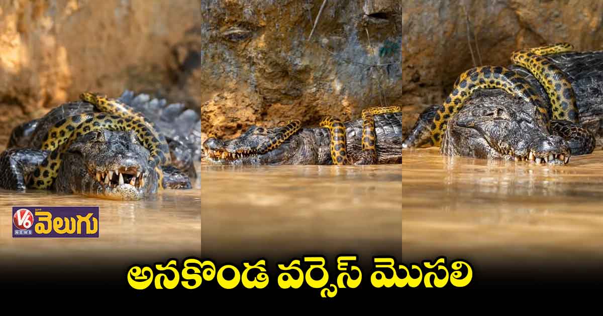 భీకరంగా పోట్లాడుకున్న అనకొండ, మొసలి