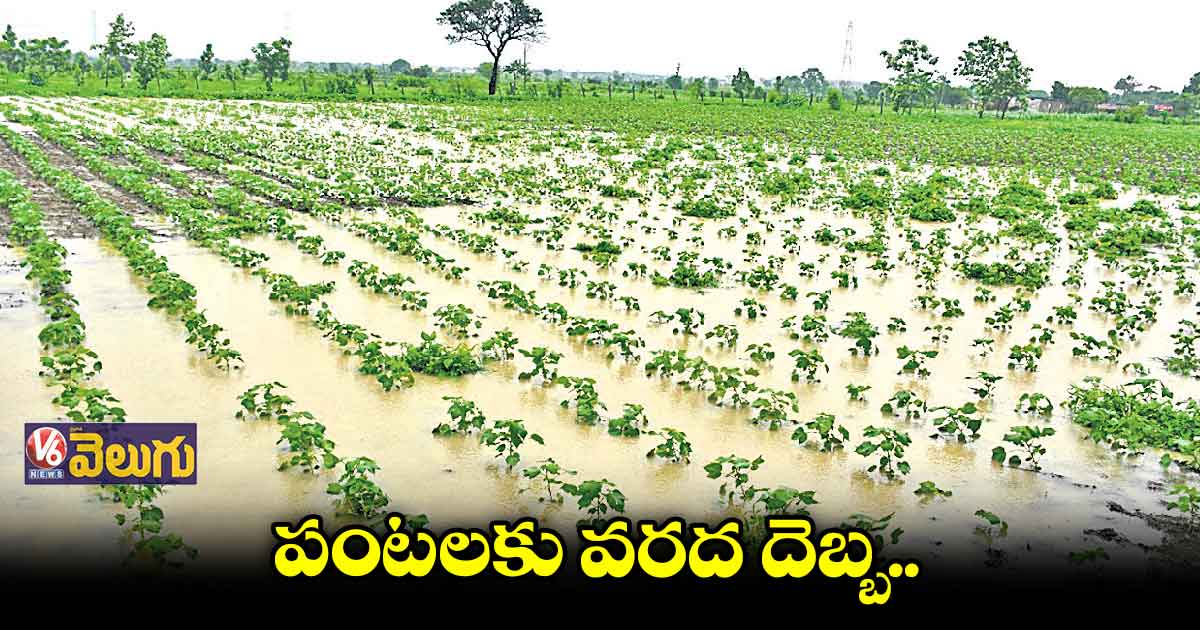  ఉమ్మడి జిల్లాలో భారీ వర్షాలకు నష్టపోతున్న రైతులు