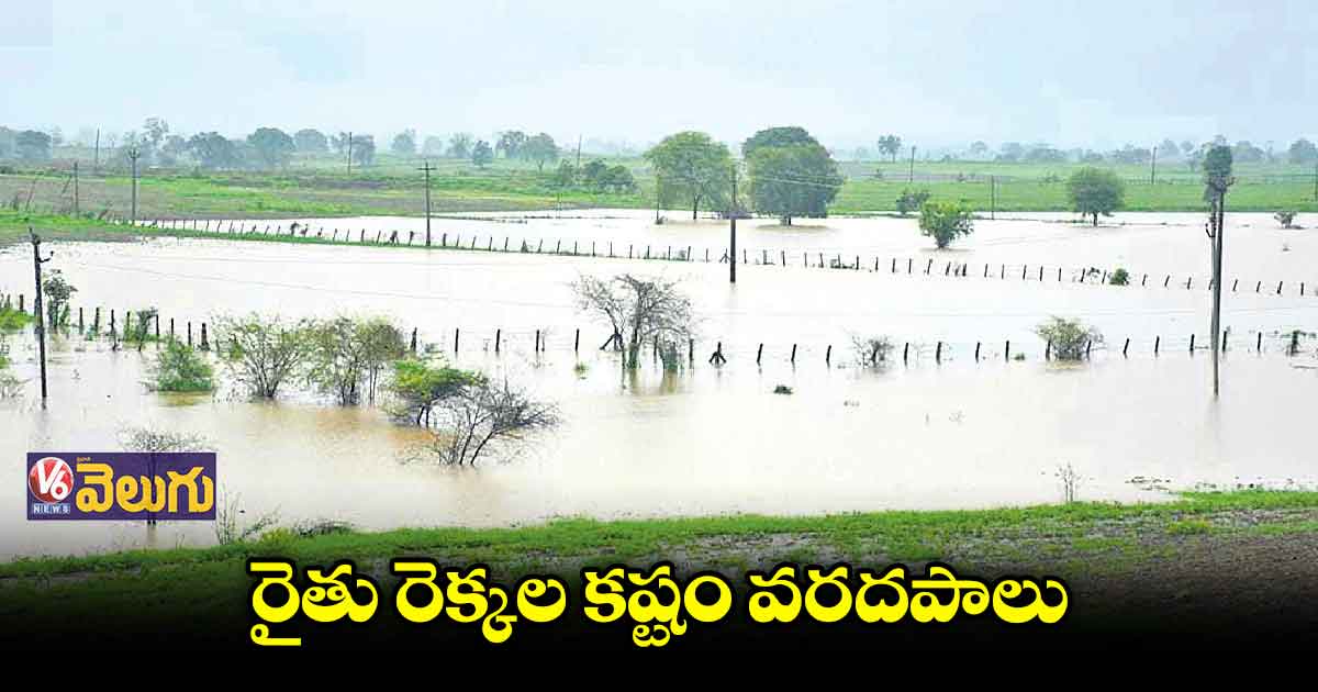 13 లక్షల ఎకరాల్లో పంట మునక..వెయ్యి కోట్లకుపైగా నష్టం