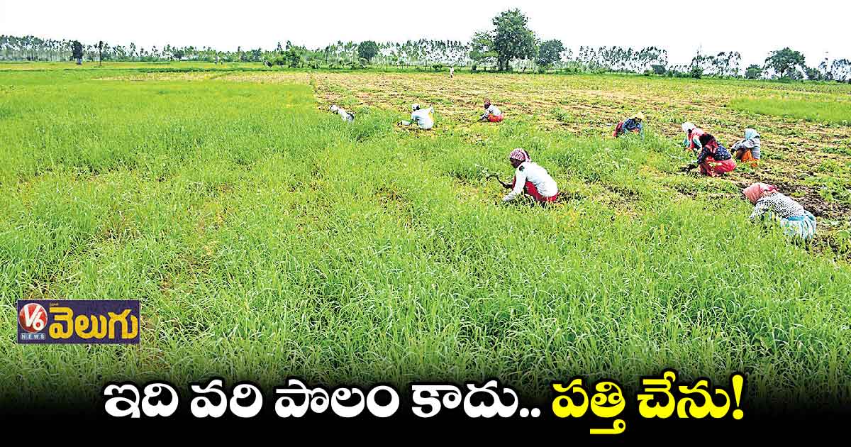 భారీ వర్షాలతో పతి పంటల్లో ఏపుగా పెరిగిన కలుపు