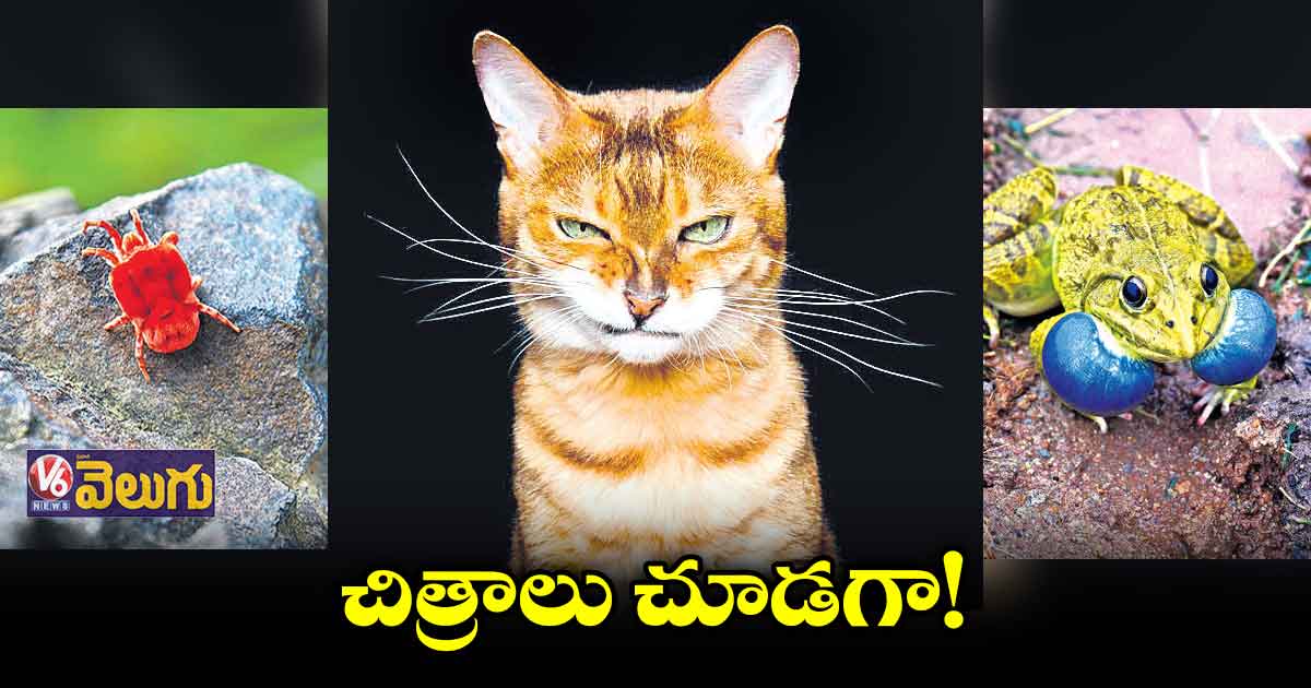 కుక్కలకంటే పిల్లుల్ని ఫొటోలు తీయడం చాలా కష్టం