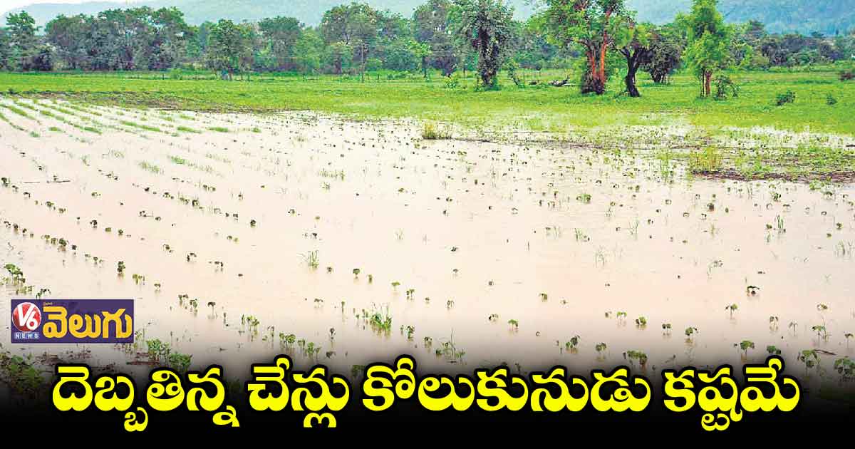 పత్తి, మక్క పంటలకు తిప్పలే..