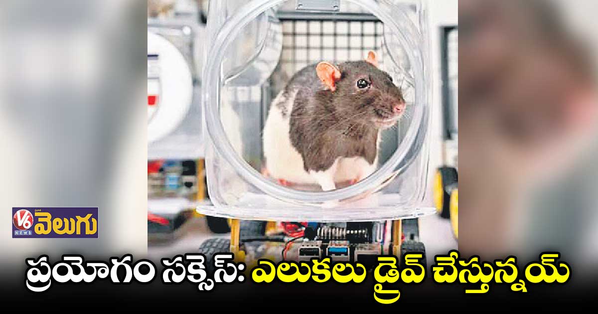 ఎలుకల డ్రైవింగ్ సూపర్