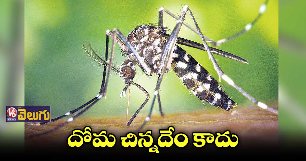 ప్రపంచంలో ప్రాణాంతకమైన కీటకాలలో దోమ ఒకటి