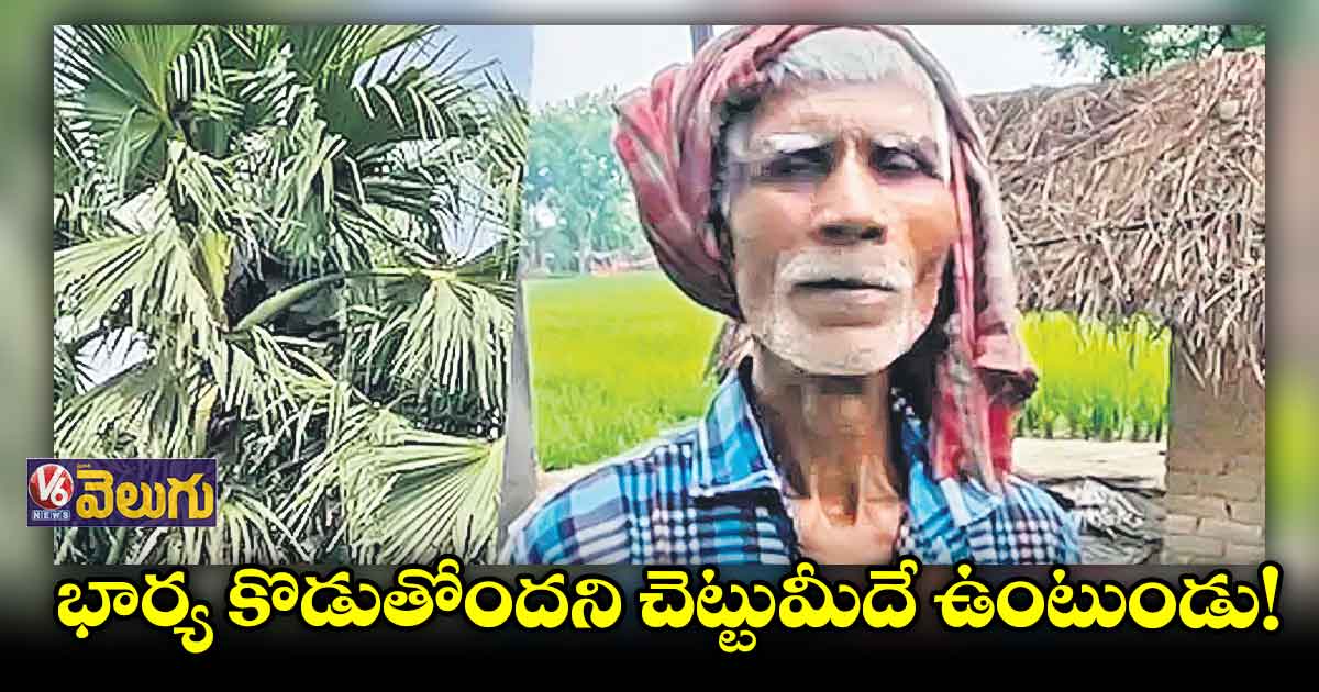 భార్య కొడుతుందని చెట్టెక్కిండు