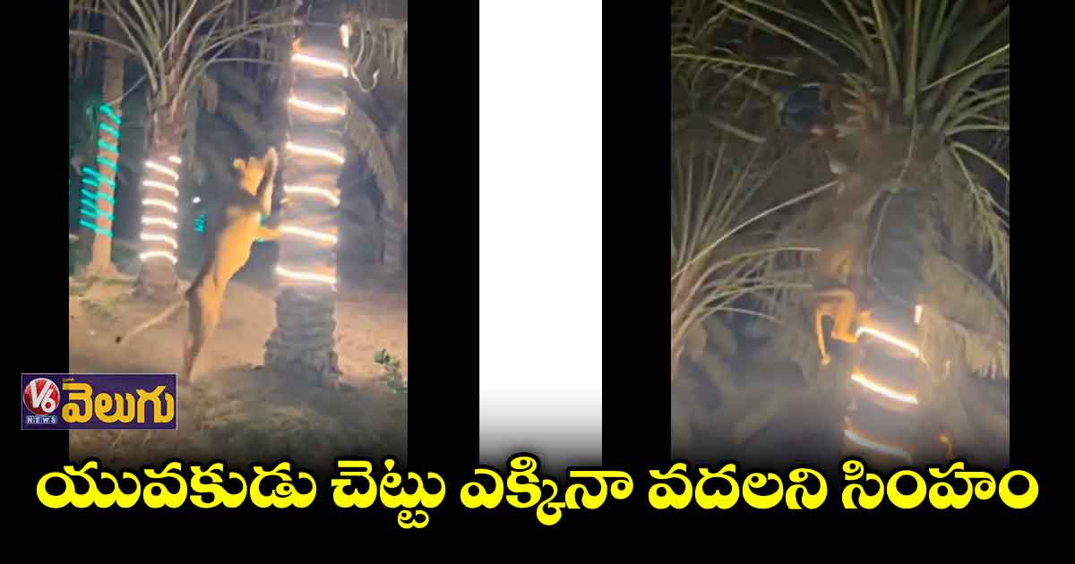 ఫంక్షన్ లో చొరబడిన సింహం..వ్యక్తిపై దాడికి ప్రయత్నం