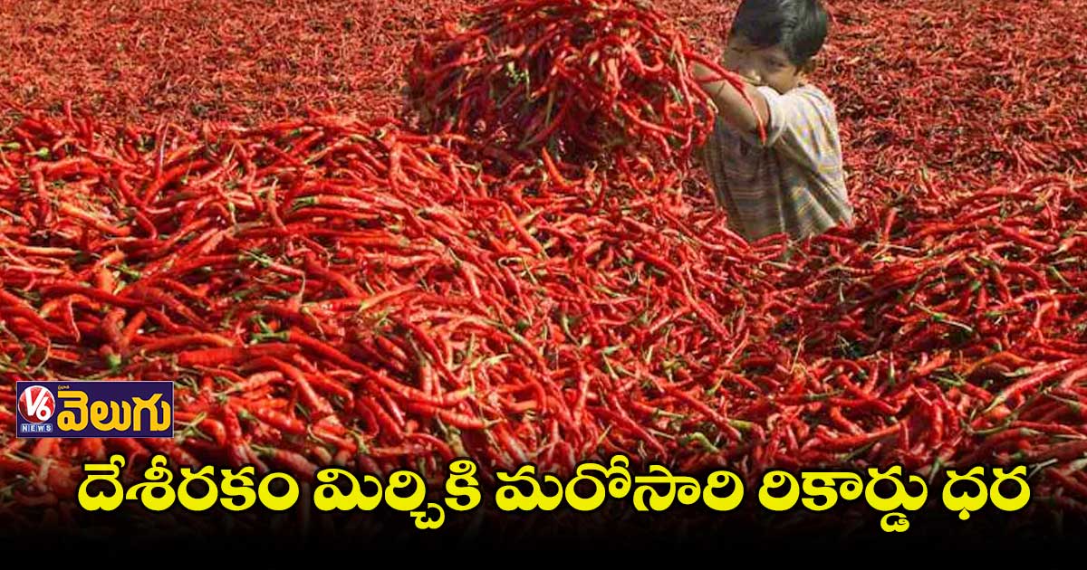 రూ. 90 వేలు పలికిన క్వింటాల్ మిర్చి