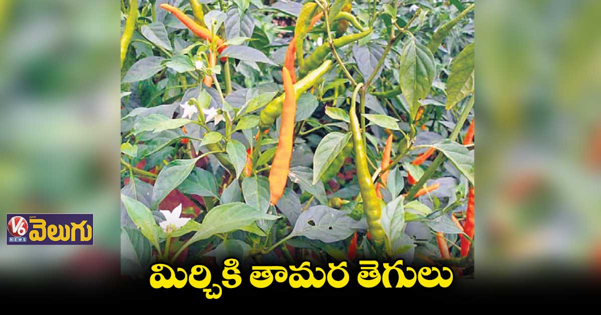  రాష్ట్రంలో మిర్చి పంటలకు నల్లతామర వైరస్‌‌‌‌‌‌‌‌‌‌‌‌‌‌‌‌‌‌‌‌‌‌‌‌‌‌‌‌‌‌‌‌‌‌‌‌‌‌‌‌‌‌‌‌‌‌‌‌‌‌‌‌‌‌‌‌‌‌‌‌‌‌‌‌ 