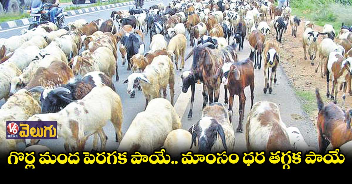 కోటిన్నర గొర్రెలిస్తమన్న సీఎం కేసీఆర్​ హామీ నెరవేరలే