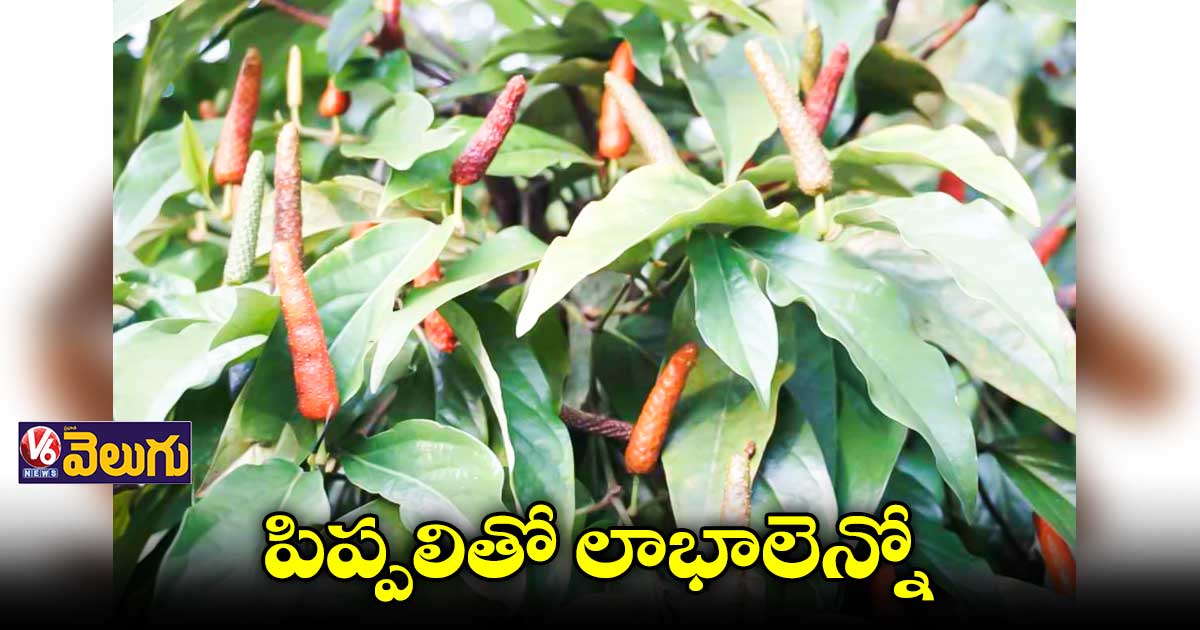 పిప్పలితో ఆరోగ్య లాభాలెన్నో