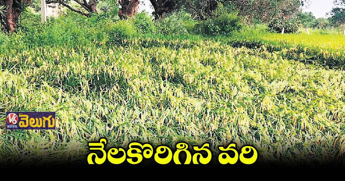 ఉమ్మడి మెదక్ జిల్లా సంక్షిప్త వార్తలు