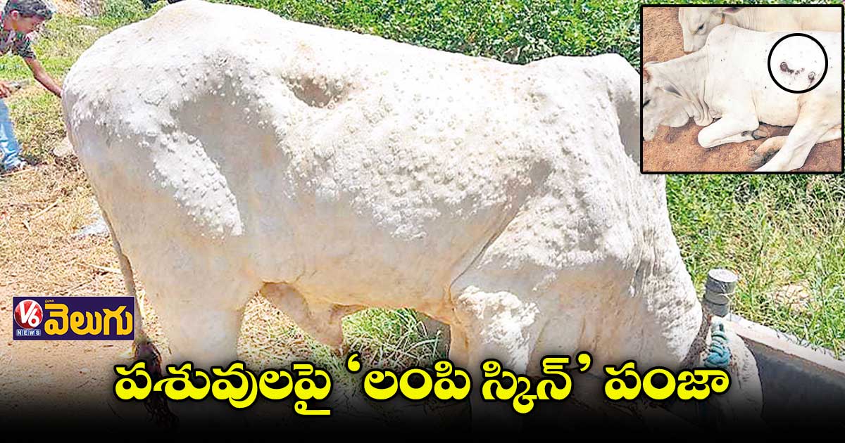 వేగంగా విస్తరిస్తున్న లంపి స్కిన్ వ్యాధి